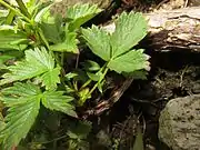 根茎は木質化する。