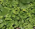 ヒメヘビイチゴの花伊吹山・2012年7月