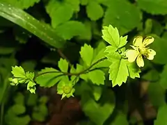 花は黄色で5弁花。花弁は広倒卵形から倒卵形で、先端はくぼむ。