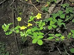 茎は匍匐性で伸長し、開出した毛があり、葉は3出複葉になる。