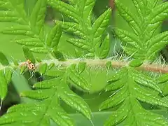 左の部分拡大。小葉と小葉の間に付属小葉片がある。