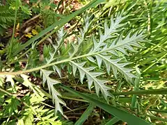 小葉の裏面は白い綿毛が密生し、縁は裏側に巻き込む。
