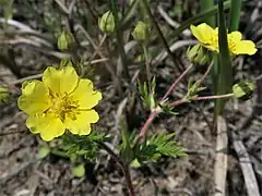花は黄色で5弁花。倒卵状円形で先は凹頭になる。