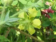 萼片と比べ副萼片は小さい。外側には白い長毛が密生する。