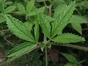 茎の上部につく葉と葉柄の基部につく托葉。