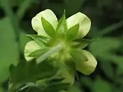 花の裏面、副萼片は花弁より短い。
