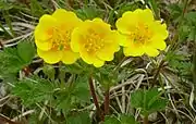 ミヤマキンバイの花2007年7月・木曽駒ヶ岳
