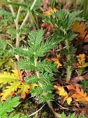 葉は奇数羽状複葉で小葉が7-15個あり、上部の小葉が大きい。裂片の表面は濃緑色。小葉の間に付属小葉片がない。