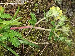 茎には軟毛が密生し、茎葉の基部に托葉がある。