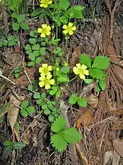 花がつく茎は走出枝とは別に立って花をつける。