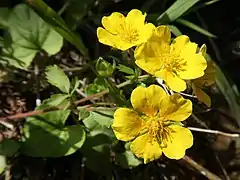 花は黄色で5弁花。花弁は円形。