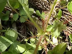根出葉の葉柄の基部に托葉がある。