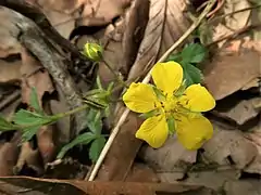 花は黄色で5弁花。倒卵形から円形で先はわずかに凹頭。
