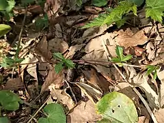 走出枝があり、小型の3出複葉をまばらにつける。