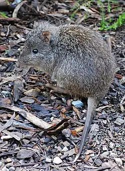 ハナナガネズミカンガルー