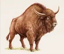 ステップバイソンB. priscus