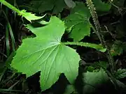 葉は有翼の柄をもって茎を抱く。