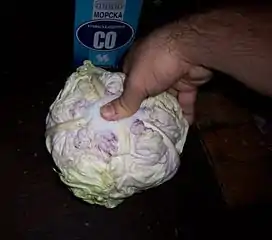 キャベツの芯を抜き、そこに塩を詰め込む