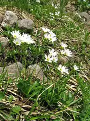 福島県西吾妻山にて。