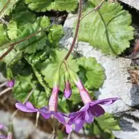 蕾と花の側面