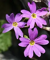 花弁が5枚あり、花柱が外に伸びる