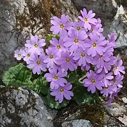 石灰岩の隙間に生えるイワザクラ、舟伏山（岐阜県山県市）にて、2018年4月3日撮影