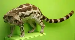 オビリンサン