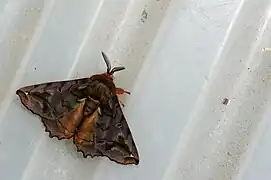 Prismosticta fenestrata（スカシサン亜科 または カバガ科）, 台湾