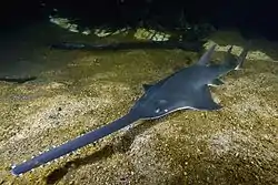 ノコギリエイ
