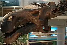 Close-up of the skull of a specimen of Probactrosaurus gobiensis