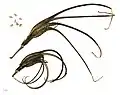 Proboscidea parviflora var.hohokamianaのさやと種子