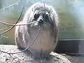 正面から見たケープハイラックス(動物園のもの)
