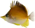 Longsnout butterflyfish（ウラシマチョウチョウウオ属）