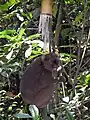 タケの内部を食す様子。