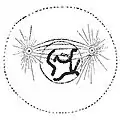 前中期（prometaphase）