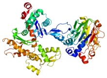 Beta-actin.