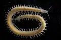 Protodorvillea kefersteini（ノリコイソメ科の1種）