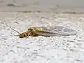 ヘビトンボの成虫