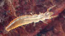 カマアシムシの1種(カマアシムシ目)ナガコムシの1種(コムシ目)