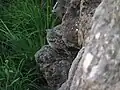 乗鞍岳肩の小屋にて