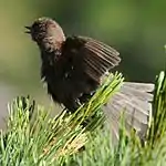 羽繕い中に翼を広げた様子