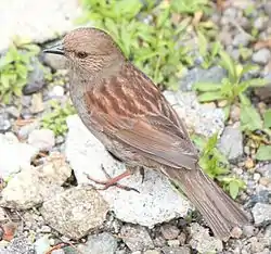 高山帯で繁殖を行っているカヤクグリ