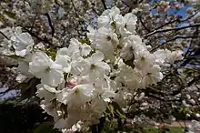 エイゲンジ(日本花の会 結城農場にて)