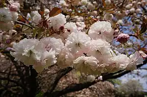 フゲンゾウ(日本花の会 結城農場にて)