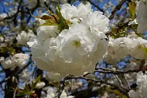 シロタエ(日本花の会 結城農場にて)