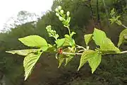 つぼみ。花序は総状で、葉状の苞がある。