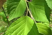蜜腺は葉の基部に1対つく。