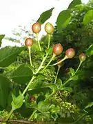 若い果実。花後も苞が残る。