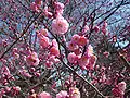 梅の花（御苑内梅林）