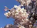 上野公園の原木を撮影